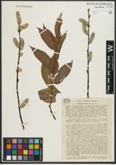 Foto von Salix rorida Laksch.